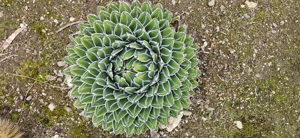 Succulent Foto stock