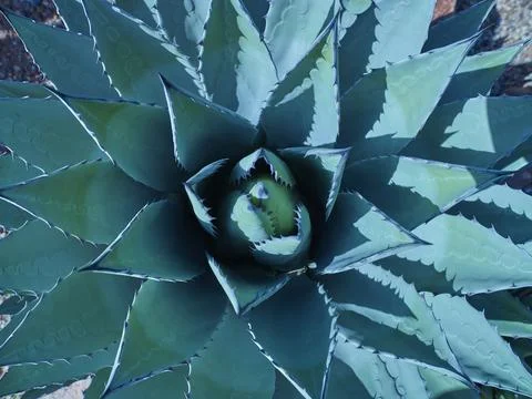 SUCCULENT Stock Photos