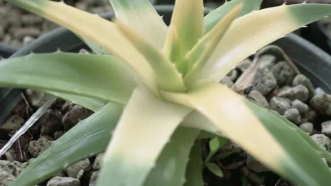 Succulent plant close up Stock Footage 99222308