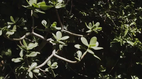 Succulent plant close up Stock Footage 132067845