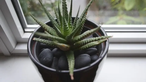Succulent Plant Stock Footage 100526027
