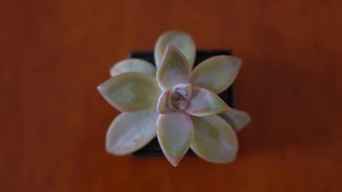 Succulent plant Stock Footage 125489083