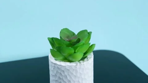 Succulent plant Stock Footage 227904810