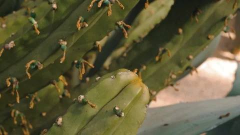 Succulent plant in the foreground Video stock 108617780