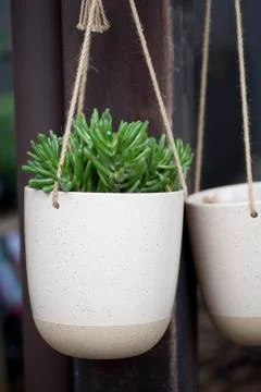 Succulent Plant in a hanging pot Stock Photos