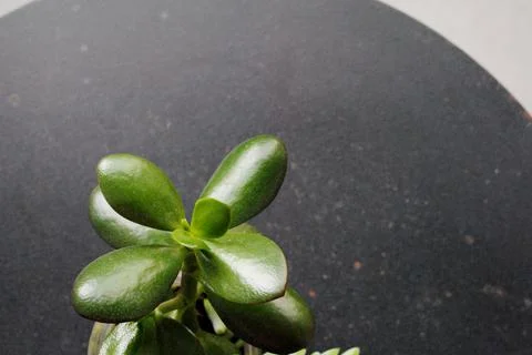 Succulent plant leaves Stock Photos