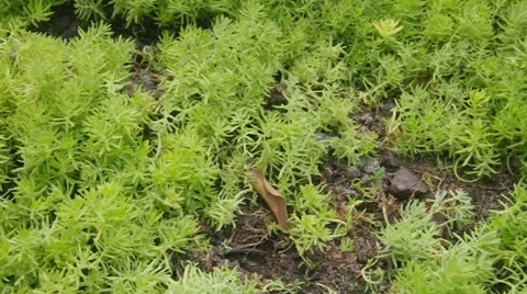 Succulent plant mat on the ground Stock Footage 51604397