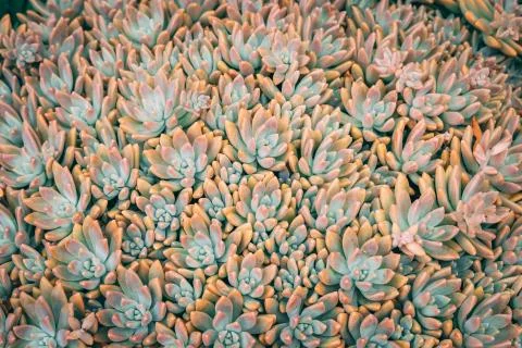 Succulent plant pattern Stock-Fotos