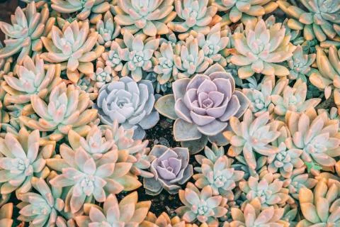 Succulent plant pattern Stock Photos