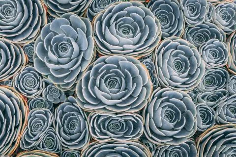 Succulent plant pattern Stock Photos