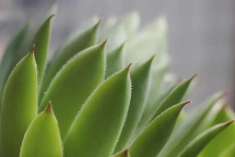 Succulent plant Stock Photos