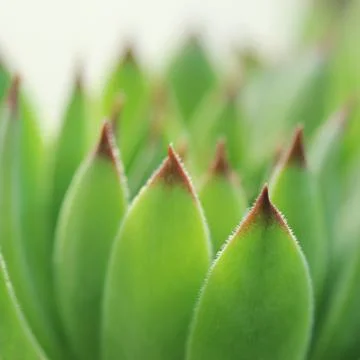 Succulent plant Stock Photos