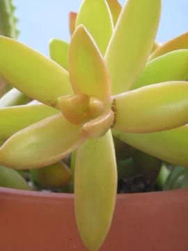 Succulent plant Stock Photos