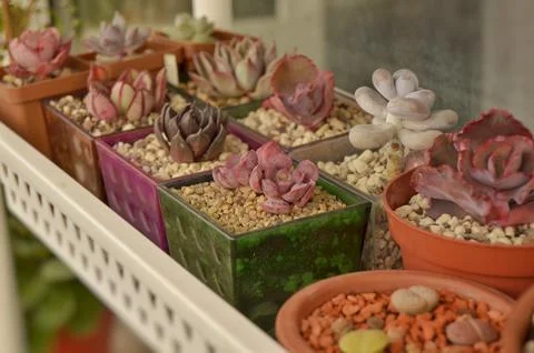 Succulent, plant Foto stock