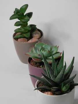 Succulent, plant Stock Photos