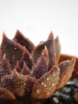 Succulent, plant Stock Photos