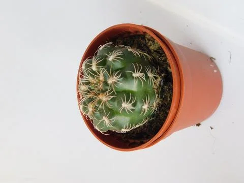 Succulent, plant Stock Photos