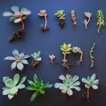 Succulent, plant Stock Photos