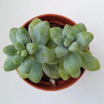 Succulent, plant Stock Photos