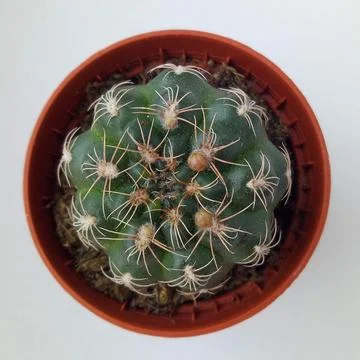 Succulent, plant Stock Photos