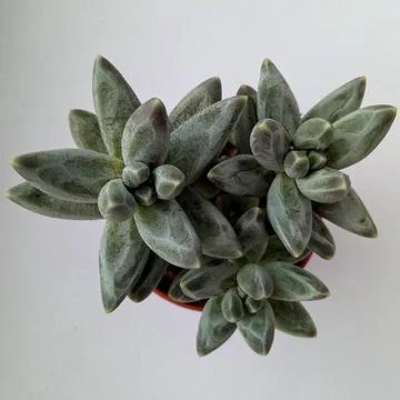 Succulent, plant Stock Photos