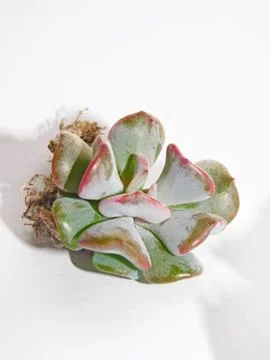Succulent, plant Stock Photos