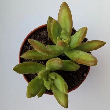 Succulent, plant Stock Photos