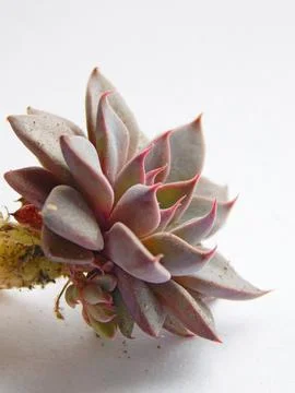 Succulent, plant Stock Photos