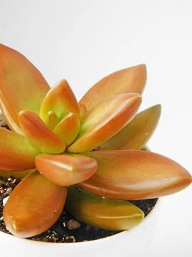 Succulent, plant Stock Photos