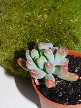 Succulent, plant Stock Photos