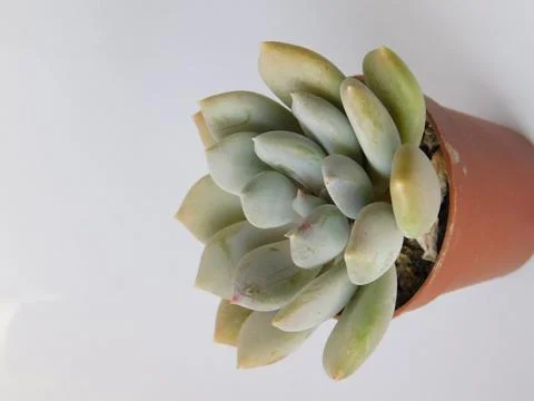 Succulent, plant Stock Photos