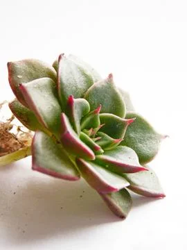 Succulent, plant Stock Photos
