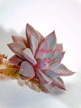 Succulent, plant Stock Photos