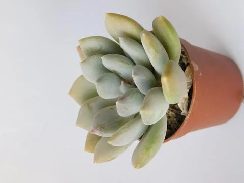 Succulent, plant Stock Photos
