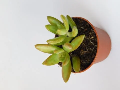 Succulent, plant Stock Photos