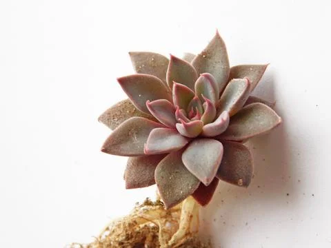 Succulent, plant Stock Photos