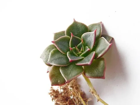 Succulent, plant Stock Photos
