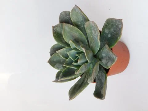Succulent, plant Stock Photos