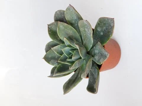 Succulent, plant Stock Photos