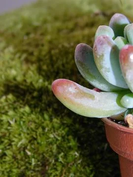 Succulent, plant Stock Photos
