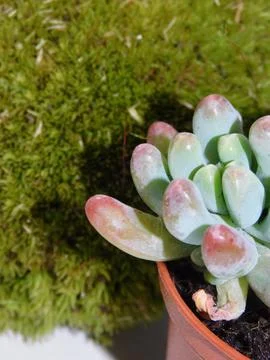 Succulent, plant Stock Photos