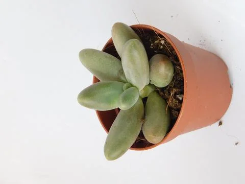 Succulent, plant Stock Photos