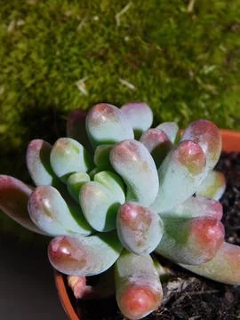 Succulent, plant Stock Photos