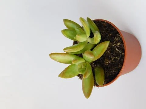 Succulent, plant Stock Photos