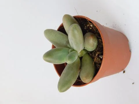 Succulent, plant Stock Photos