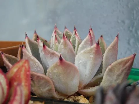 Succulent, plant Stock Photos