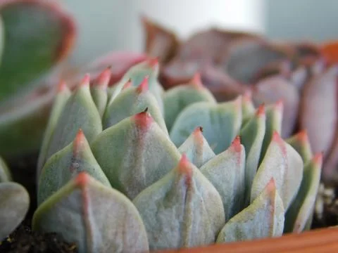 Succulent, plant Stock Photos