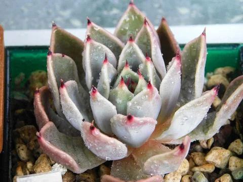 Succulent, plant Foto stock