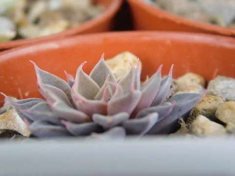 Succulent, plant Stock Photos