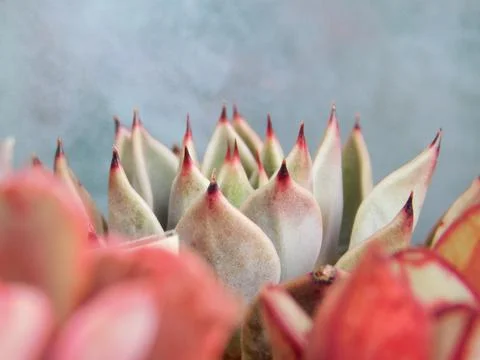 Succulent, plant Stock Photos